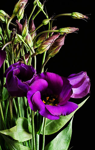 Eustoma russellianum